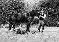 Horse drawn lawnmower